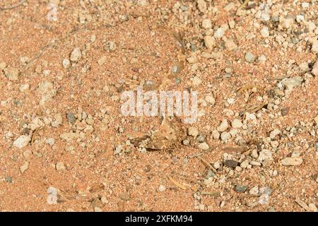 Gehörnter (Bitis caudalis), getarnt in seiner Umgebung, Namib Naukluft Nationalpark, Namibia Stockfoto