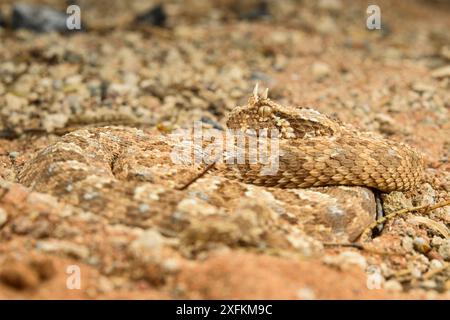 Gehörnter (Bitis caudalis), getarnt in seiner Umgebung, Namib Naukluft Nationalpark, Namibia Stockfoto