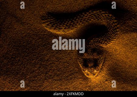 Sahara Sand Viper (Cerastes vipera) wartet Beute in der Nacht zu Hinterhalt, die Hälfte unter Sand begraben mit nur der Kopf sichtbar, Western Sahara. Stockfoto