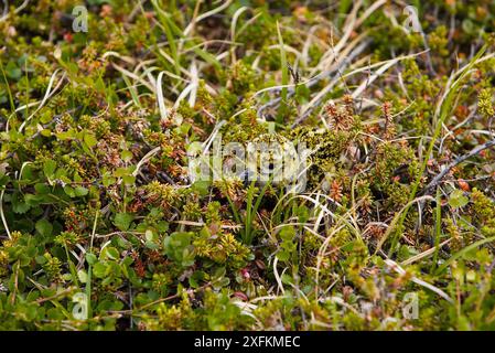 Goldenes Pflug (pluvialis apricaria) Küken getarnt im Bodennest, Norwegen Juni Stockfoto