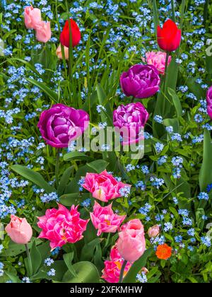 Tulpen und Vergissmeinnicht (Myosotis sylvatica) im Frühlingsgarten, Großbritannien. April. Stockfoto