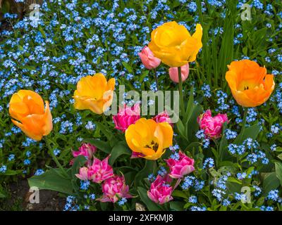 Tulpen und Vergissmeinnicht (Myosotis sylvatica) im Frühlingsgarten, Großbritannien. April. Stockfoto