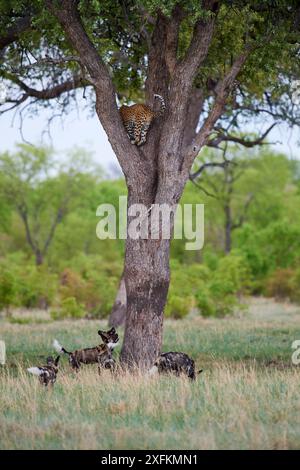 Afrikanische Wildhunde (Lycaon pictus) jagen einen Leoparden (Panthera pardus), der auf einen Baum klettert, um sich zu flüchten. Hwange-Nationalpark, Simbabwe. Stockfoto