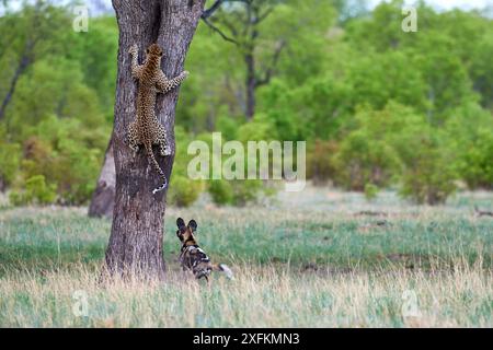 Afrikanische Wildhunde (Lycaon pictus) jagen einen Leoparden (Panthera pardus), der auf einen Baum klettert, um sich zu flüchten. Hwange-Nationalpark, Simbabwe. Sequenz 2 von 4. Stockfoto