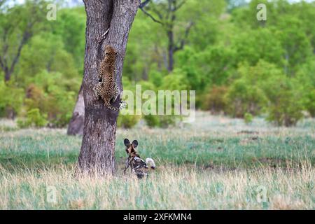 Afrikanische Wildhunde (Lycaon pictus) jagen einen Leoparden (Panthera pardus), der auf einen Baum klettert, um sich zu flüchten. Hwange-Nationalpark, Simbabwe. Sequenz 1 von 4. Stockfoto