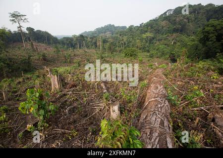 Regenwald, der klar geschnitten wurde, um Ölpalmen zu Pflanzen. Nkongsamba und Umgebung, Kamerun. Februar 2015. Stockfoto