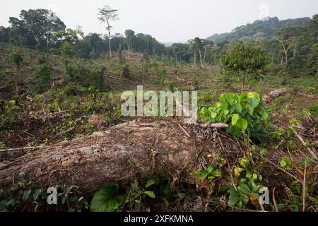 Tropischer Regenwald, der zu Ölpalmen geschnitten wurde. Nkongsamba und Umgebung, Kamerun. Februar 2015. Stockfoto