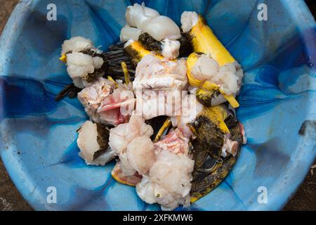 Goliath Frosch (Conraua goliath) Fleisch, gejagt für Nahrung, Kamerun. Stockfoto