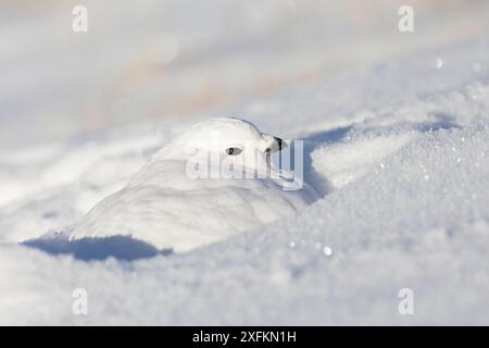 Seezunge (Lagopus leucura) im Schnee, im Jasper-Nationalpark, Alberta, Kanada, Dezember Stockfoto