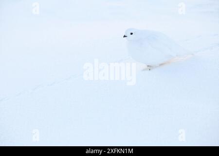 Seezunge (Lagopus leucura) im Schnee, im Jasper-Nationalpark, Alberta, Kanada, Dezember Stockfoto