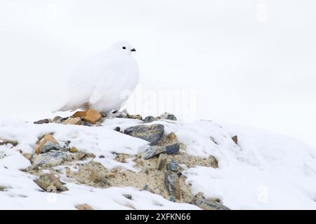 Seezunge (Lagopus leucura), abgehackt, im Schnee getarnt, Jasper National Park, Alberta, Kanada, Dezember Stockfoto