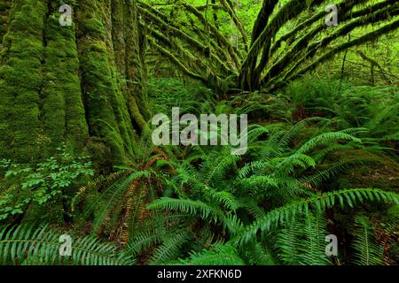 Weinstock Ahorn (Acer circinatum) und Schwert Farne (Polystichum munitum) in einem gemäßigten Regenwald an der Küste in Maple Ridge, British Columbia, Kanada Juni Stockfoto