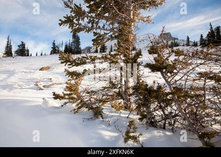 Seezunge (Lagopus leucura) unter einem Baum, im Schnee getarnt, im Jasper-Nationalpark, Alberta, Kanada, Dezember Stockfoto