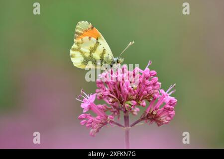 Provence Orangenspitze (Anthocharis euphenoides) Route de Broves von Bargemon, Frankreich, Mai. Stockfoto