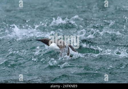 Guillemot (Uria aalge) Great Saltee Island, County Wexford, Irland, Juni. Stockfoto