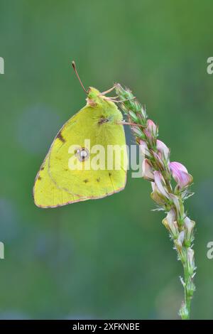 Berger's getrübter gelber Schmetterling (Colias alfacariensis) Riou de Meaulx, Provence, Südfrankreich, Mai. Stockfoto