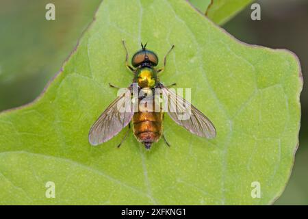 Broad Centurion (Chloromyia formosa) männliche Soldatenfliege, Warwick Gardens, Peckham, London, UK Juni Stockfoto