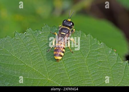 Große Digger Wespe (Ectemnius cephalotes) Brockley Cemetery, Lewisham, London, Großbritannien September Stockfoto