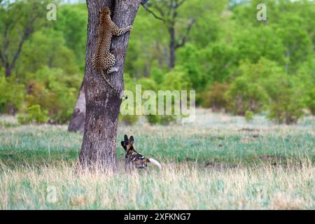 Afrikanische Wildhunde (Lycaon pictus) jagen einen Leoparden (Panthera pardus), der auf einen Baum klettert, um sich zu flüchten. Hwange-Nationalpark, Simbabwe. Sequenz 3 von 4. Stockfoto