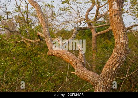 Großes Päckchen (Nyctibius grandis), getarnt in Baum, Panatal, Brasilien. Stockfoto