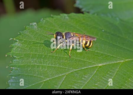 Große Digger Wespe (Ectemnius cephalotes) Brockley Cemetery, Lewisham, London, Großbritannien September Stockfoto