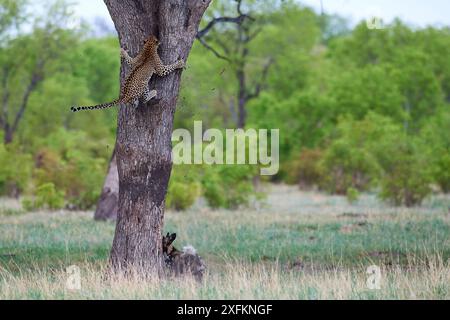 Afrikanische Wildhunde (Lycaon pictus) jagen einen Leoparden (Panthera pardus), der auf einen Baum klettert, um sich zu flüchten. Hwange-Nationalpark, Simbabwe. Sequenz 4 von 4. Stockfoto