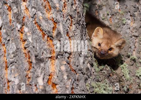 Amerikanischer Kiefernmarder (Martes americana) im Baum, gefangen. Stockfoto