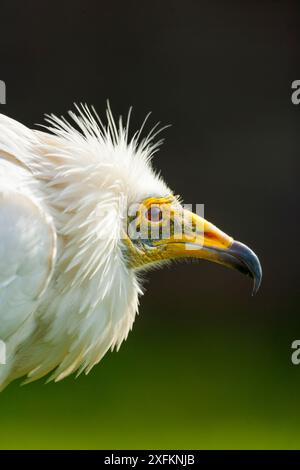 Porträt des ägyptischen Geiers (Neophron percnopterus), Gefangener. Stockfoto