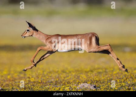 Schwarze Impala (Aepyceros melampus petersi) Weibchen hüpft über Teufelsdorngelbe Blüten (Tribulus terrestris) Etosha Nationalpark, Namibia. Stockfoto