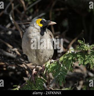 Wattled Starling (Creatophora cinerea) männlich, Zuchtgefieder Etosha Nationalpark Namibia März 2016 Stockfoto