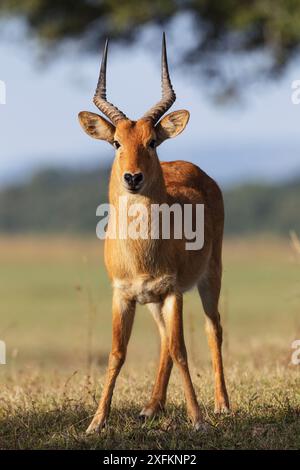 Puku (Kobus vardoni) männlich, South Luangwa NP. Sambia. Stockfoto