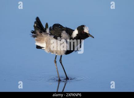 Schmied Pflug (Vanellus armatus) schüttelt Federn Etosha Nationalpark, Namibia. Stockfoto