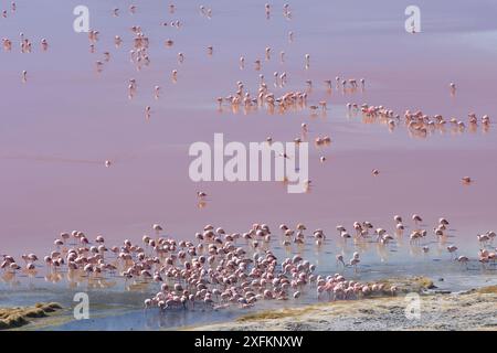 Blick hinunter auf Puna / James Flamingo (Phoenicoparrus jamesi) Herde auf Laguna Colorada, Reserva Eduardo Avaroa, altiplano, Bolivien September Stockfoto