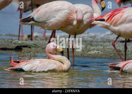 Puna/James flamingo (Phoenicoparrus jamesi) Herde Rasting, Laguna Hedionda, zwischen Polques und Quetena, altiplano, Bolivien September Stockfoto