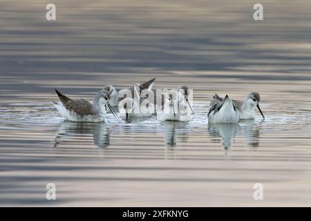 Wilson's Phalarope (Phalaropus tricolor) strömen auf Wasser, Sajama National Park, altiplano, Bolivien September Stockfoto