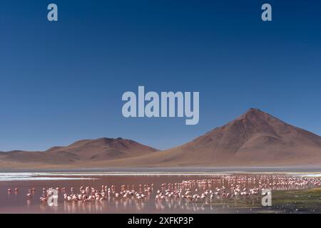 Puna / James Flamingo (Phoenicoparrus jamesi) leben auf Laguna Colorada, Reserva Eduardo Avaroa, Altiplano, Bolivien Stockfoto