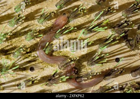 Europäischer Aal (Anguilla anguilla) Elver, der einen Aalpass zwischen Nylonborsten an der Seite eines Wehrs auf einem Abflusskanal hinaufwindet, während er nachts flussaufwärts wandert, Somerset Levels, Großbritannien, April 2016 Stockfoto