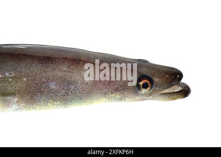 Europäischer Aal (Anguilla anguilla) Elver, Teil einer Lieferung, die von UK Glass Aels für den Transport nach Wales für ein Wiederansiedlungsprojekt vorbereitet wurde, Gloucester, UK, Oktober 2016 Stockfoto
