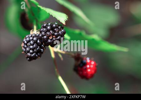 Nahaufnahme von einem Haufen schwarzer Beeren auf einem Blatt. Die Beeren sind reif und bereit für die Ernte. Reife Brombeeren hängen an einem Zweig Stockfoto