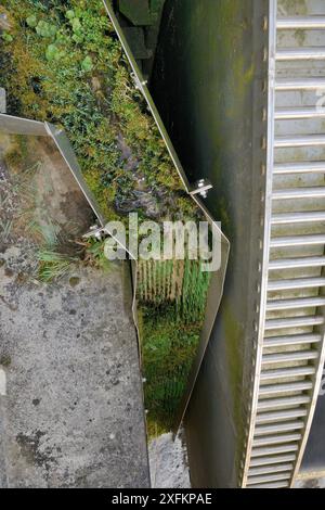 Aalpaß mit Nylonborsten, um die Migration junger Europäischer Aale (Anguilla anguilla) oder Glasaale auf der Seite eines Wehrs auf einem Entwässerungskanal zu ermöglichen, Somerset Levels, Großbritannien, April. Stockfoto