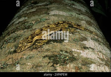 Der südliche Blattschwanz-Gecko (Saltuarius swaini), getarnt auf Flechtenbaumstamm, heimisch in den Regenwäldern im Nordosten von New South Wales und im Südosten von Queensland, Australien. Stockfoto