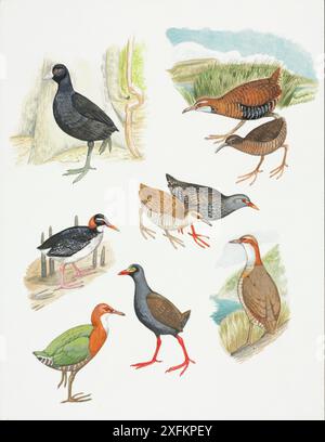 Ausgestorbene Schienenarten. Im Uhrzeigersinn von oben links: Mascarene coot (Fulica newtoni) um 1700 ausgestorben. Die Dieffenbacher Schiene (Gallirallus dieffenbachii) ist um 1850 ausgestorben; die Chatham-Inselbahn (Gallirallus modestus) ist ausgestorben. c.1900; Sharpe's Rail (Gallirallus sha Stockfoto