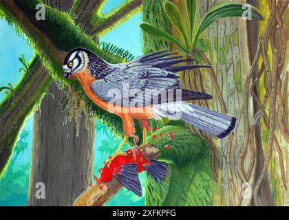 Illustration einer ausgestorbenen hawaiianischen harrier (Circus dossenus), die ein I'iwi (Vestiaria coccinea) im Koa Forest, O'ahu, Hawaii pflückt. Stockfoto