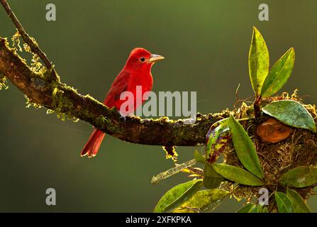 Sommertanager (Piranga rubra), erwachsener Mann, Sarapiqui, Costa Rica. Nur kleine Repro. Stockfoto