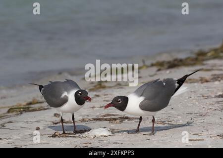 Ein Paar Lachmöwen (Leucophaeus atricilla), das sich an toten Fischen ernährt. Meeräsche Schlüssel, Tampa Bay, St. Petersburg, Florida. Stockfoto