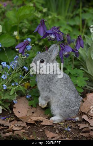 Baby Netherland Dwarf Kaninchen stehend im Frühling Garten, neben Vergissmeinnicht und blaue Akelei, USA. Stockfoto