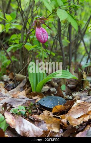 Gepunktete Schildkröte (Clemmys guttata) mit rosa Damenschuh Orchidee (Cypripedium acaule). Killingworth, Connecticut, USA. Bedenkliche Arten in ihrem gesamten Verbreitungsgebiet, gefährdete Arten. Stockfoto