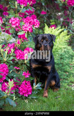 Rottweiler Hund neben Rhododendron, Connecticut, USA. Stockfoto