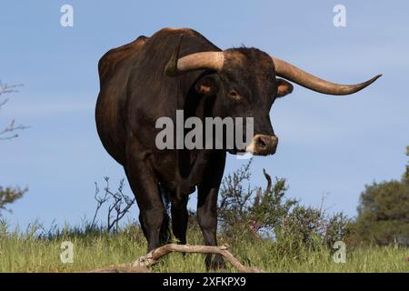 Texas Longhorn Bull auf Hill Country Ranchland, Santa Barbara County, Kalifornien, USA. Stockfoto