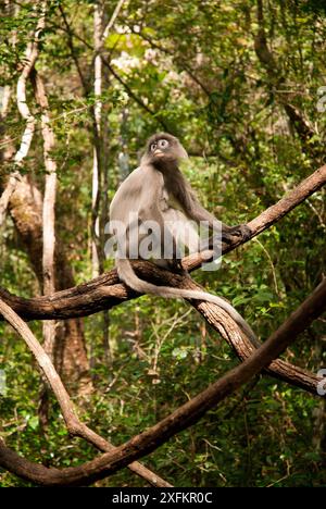 Der Phayre-Blattaffen (Trachypithecus phayrei). Phu Khieo Wildlife Sanctuary, Thailand. Stockfoto